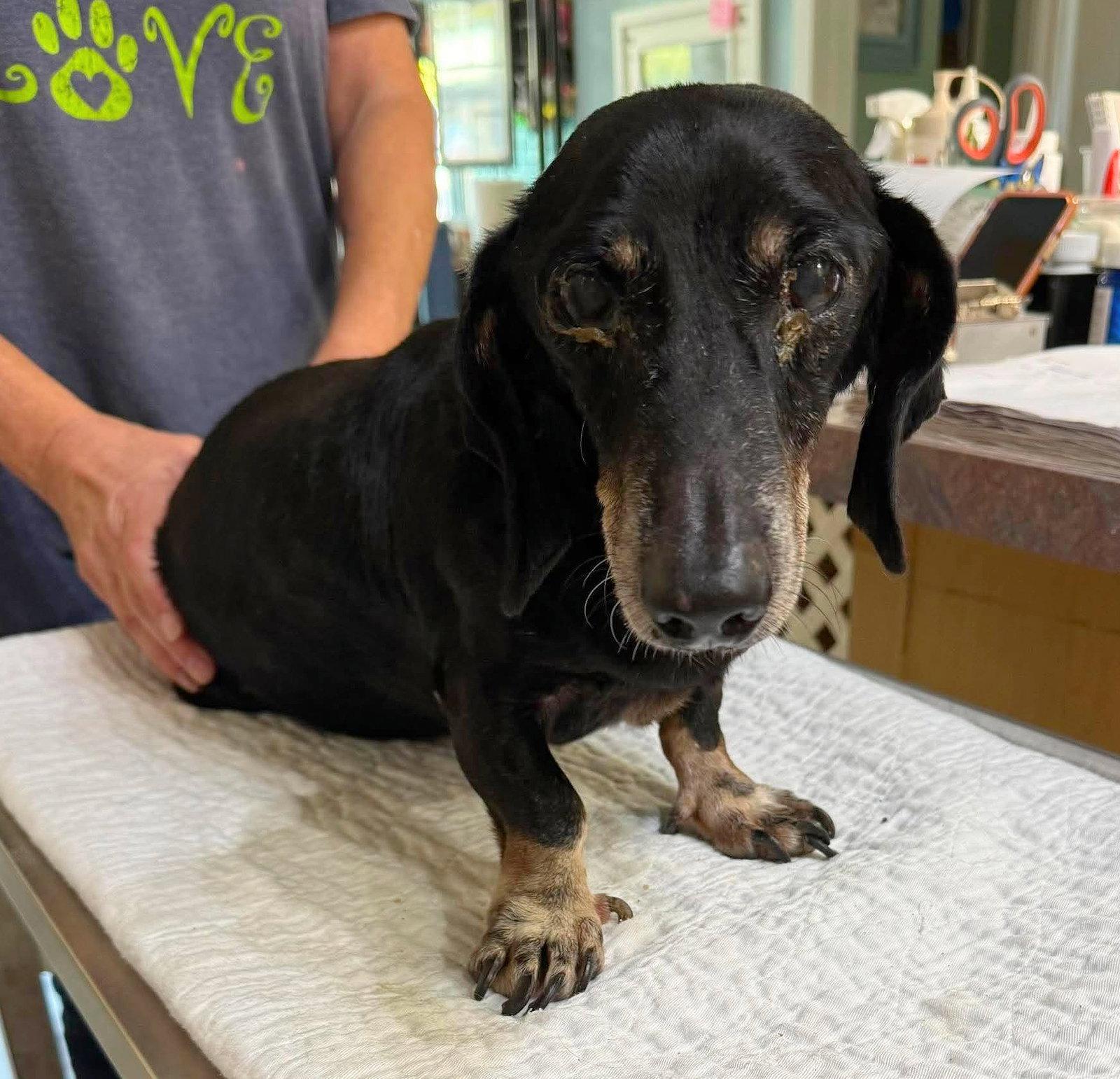 Doodlebug (NOT YET AVAILABLE), Adoptable, Senior Male Dachshund.