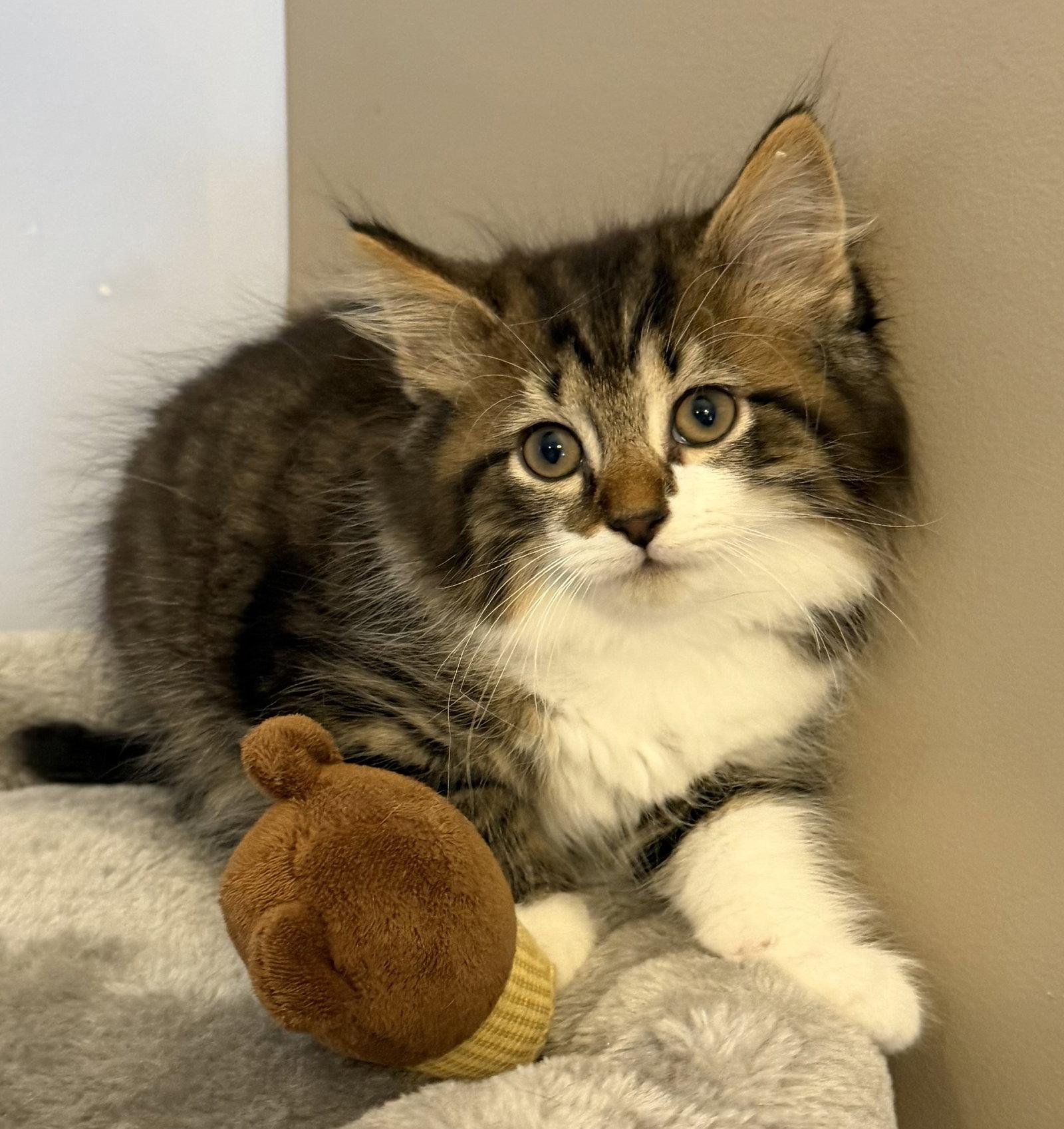 Squirt, Adopted, Kitten Male Domestic Short Hair.