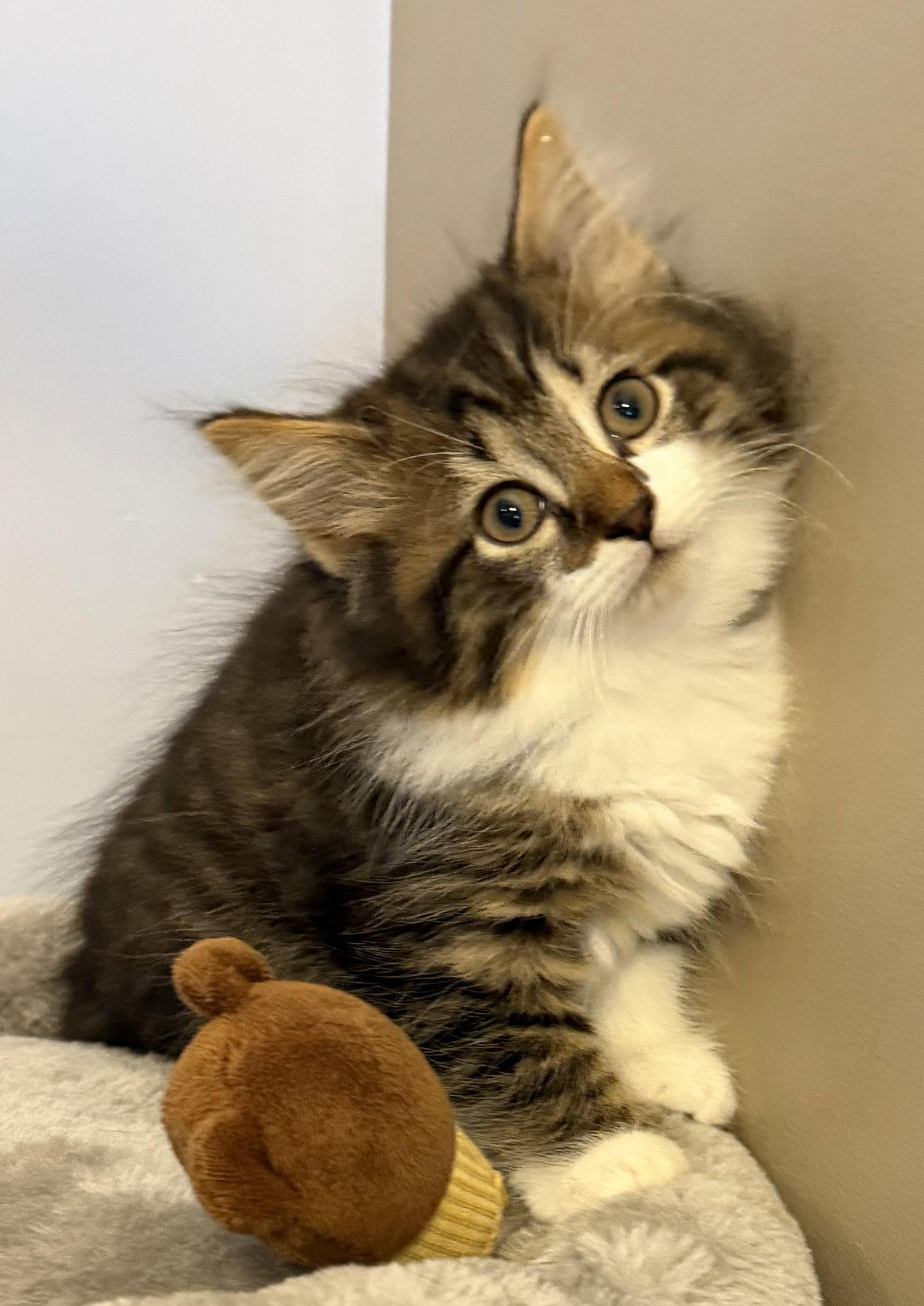 Squirt, a Adopted Domestic Short Hair in Elkins, WV image 2/2