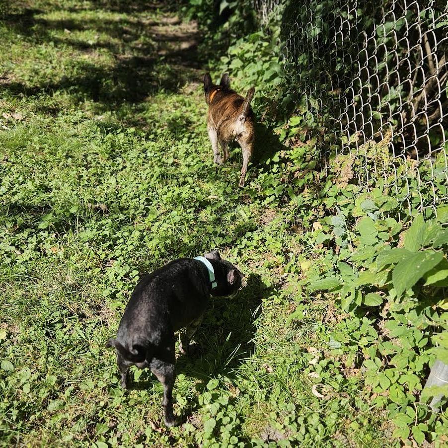 Enlarge Shadow, a Adoptable mixed breed in Madison, WI image 1/6