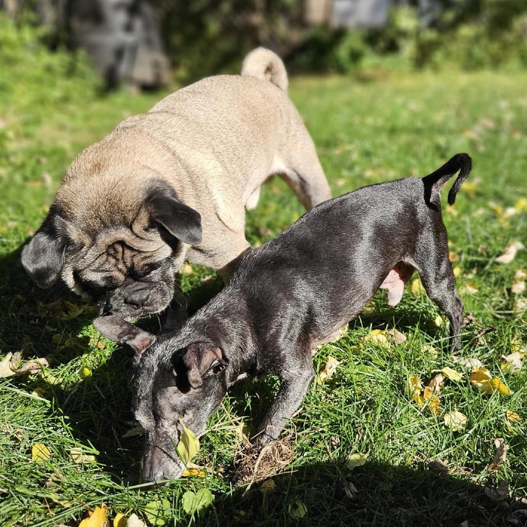 Shadow, a Adoptable mixed breed in Madison, WI image 2/5