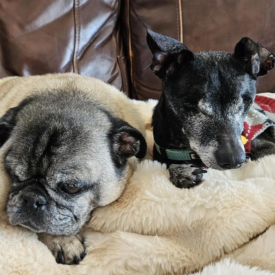 Enlarge Shadow, a Adoptable mixed breed in Madison, WI image 2/6