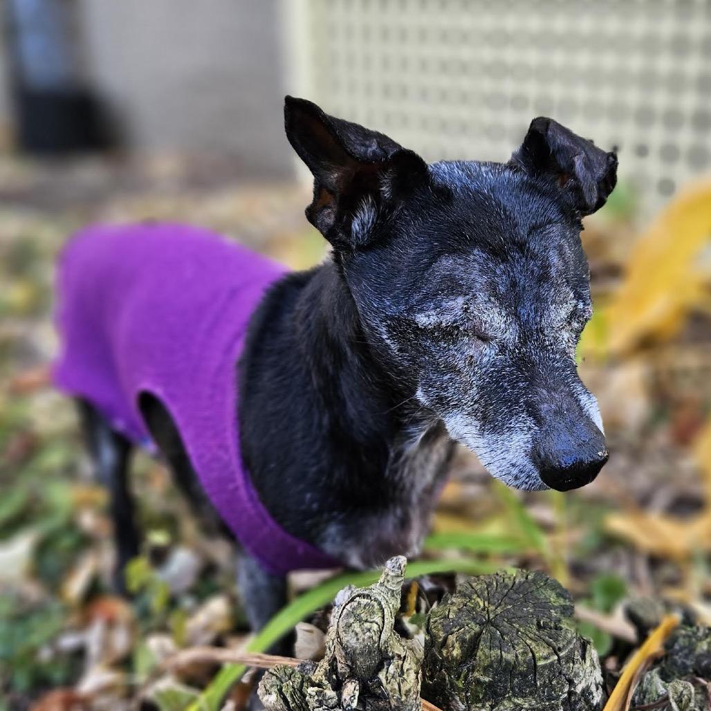 Shadow, a Adoptable mixed breed in Madison, WI image 3/5