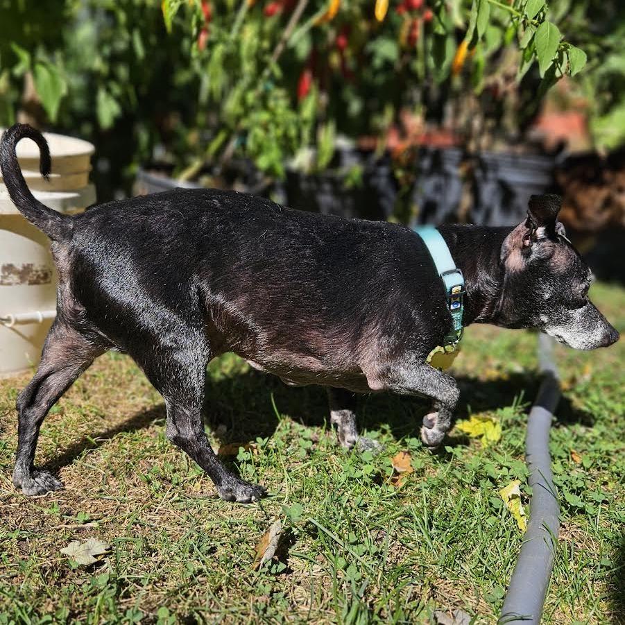 Enlarge Shadow, a Adoptable mixed breed in Madison, WI image 5/6