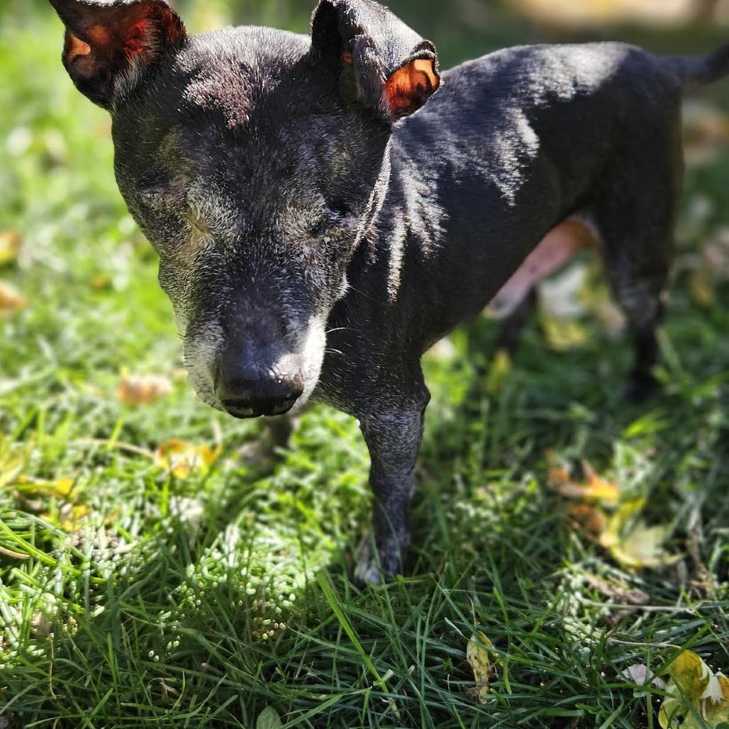 Shadow, a Adoptable mixed breed in Madison, WI image 4/5