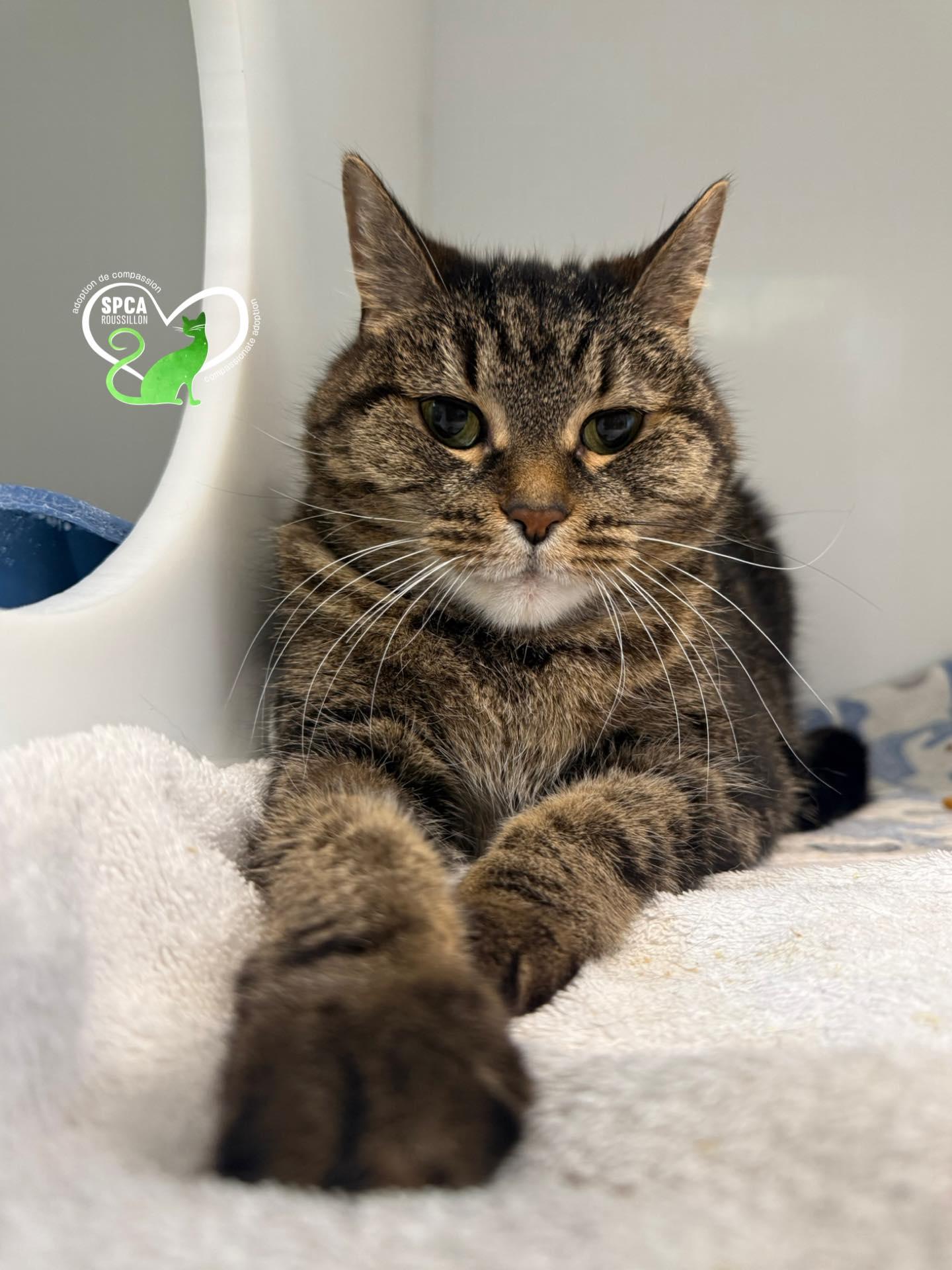 Enlarge Mousse, an adopted Domestic Short Hair in Delson, QC image 1/1