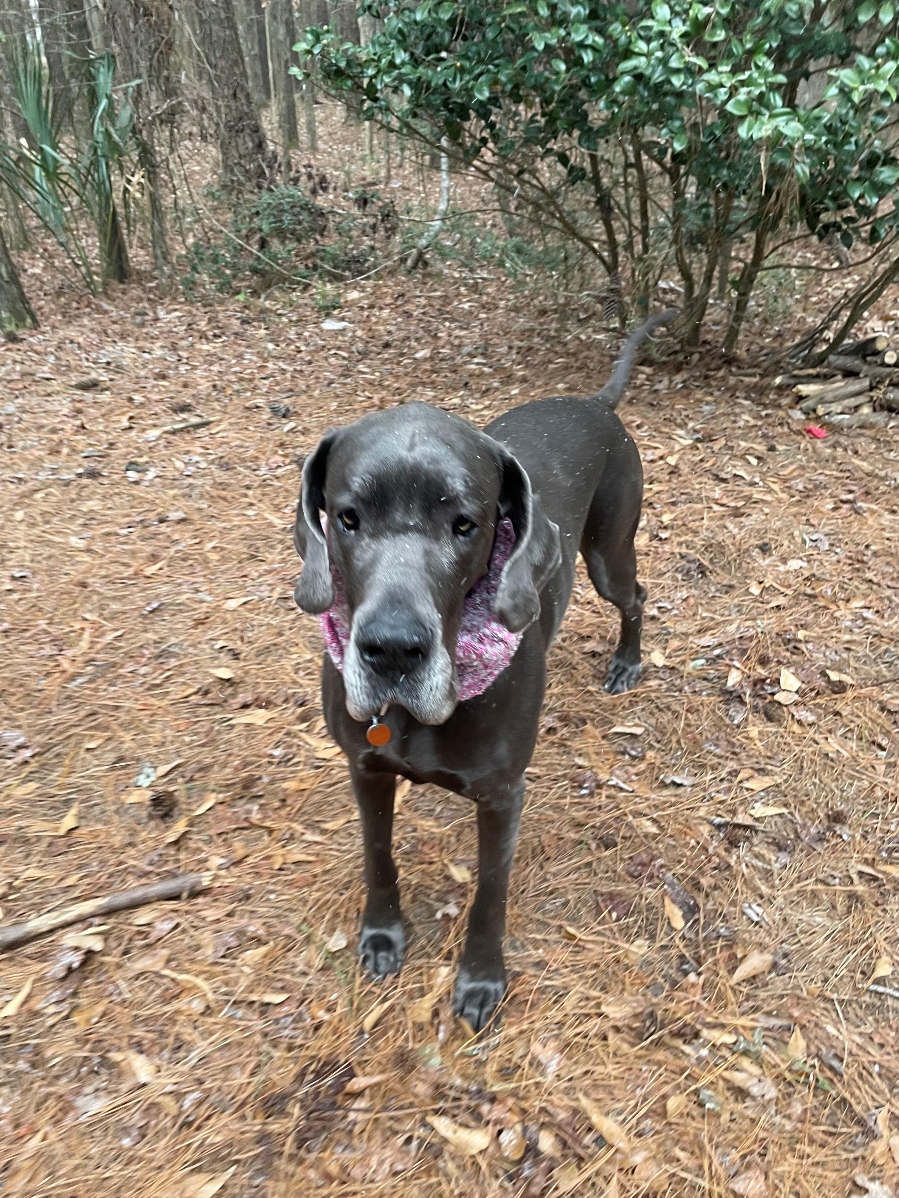 Enlarge Shelby, a ADOPTABLE Great Dane in Bonneau, SC image 1/3