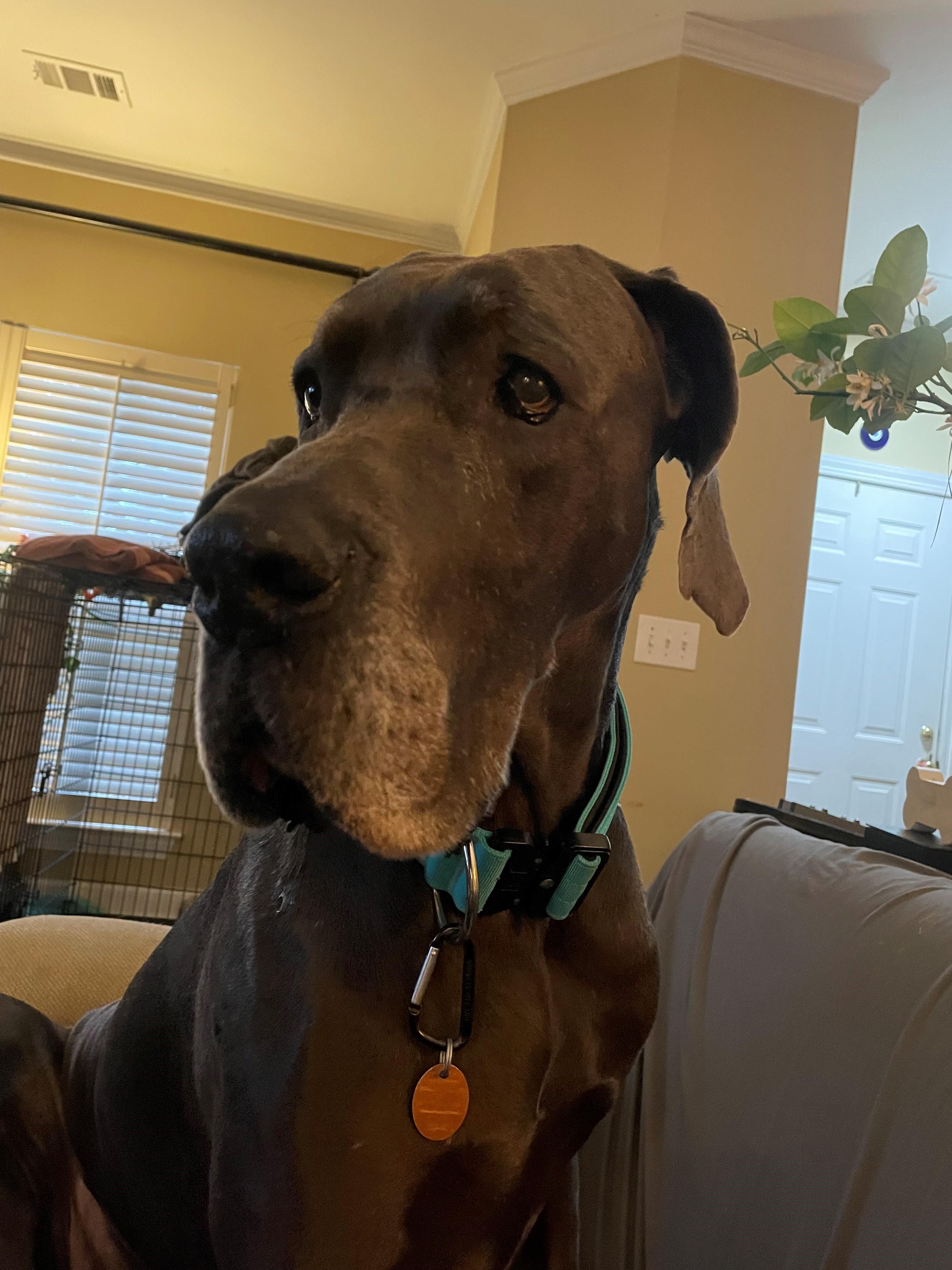 Enlarge Shelby, a ADOPTABLE Great Dane in Bonneau, SC image 2/3