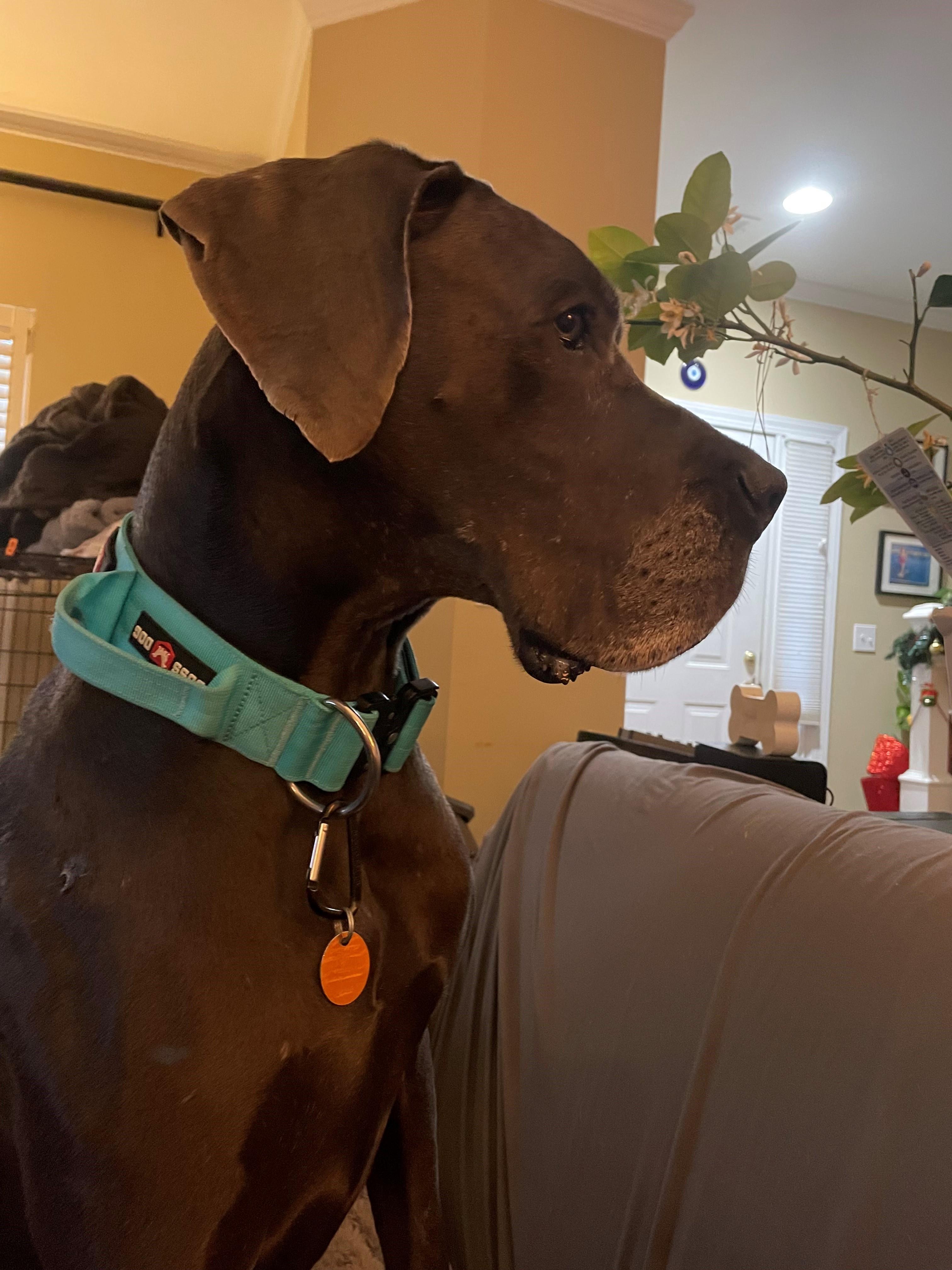 Enlarge Shelby, a ADOPTABLE Great Dane in Bonneau, SC image 3/3