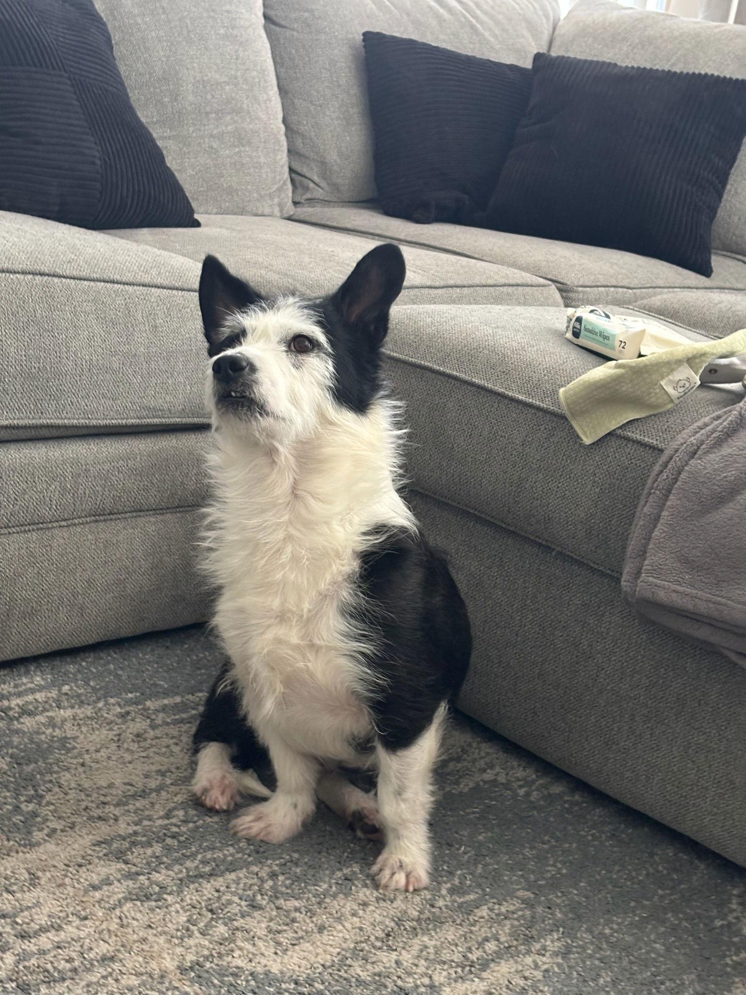 COURTESY POSTING Obi Corgnobi, Adoptable, Adult Male Corgi.