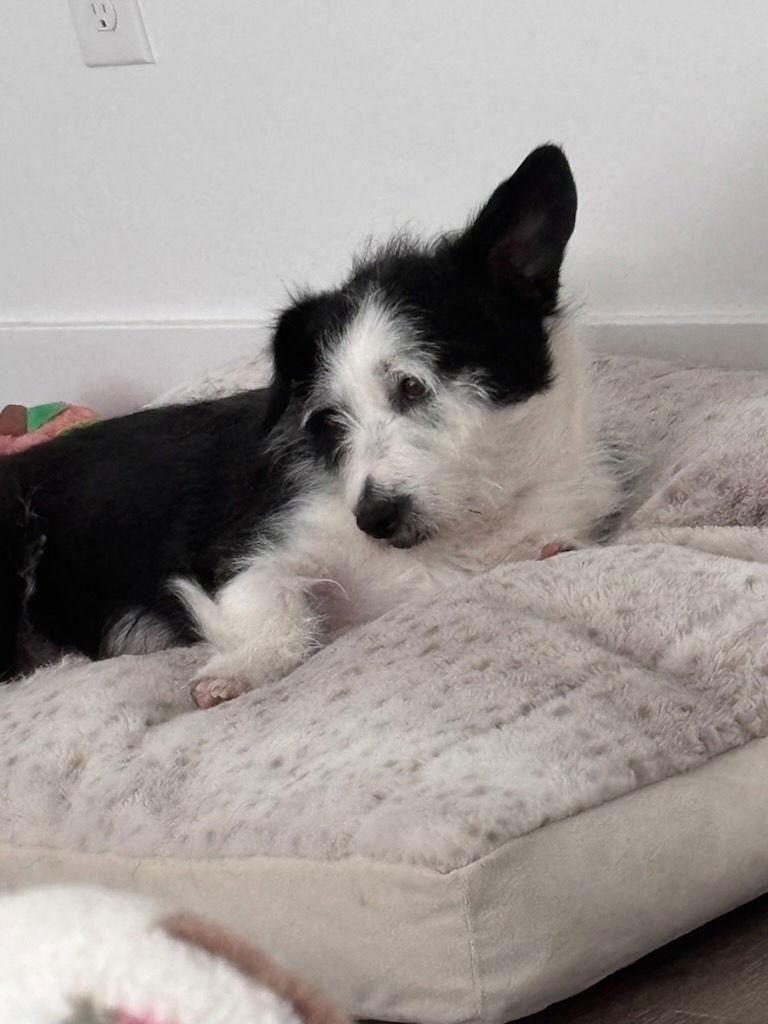 COURTESY POSTING Obi Corgnobi, a Adoptable mixed breed in Tucson, AZ image 2/3