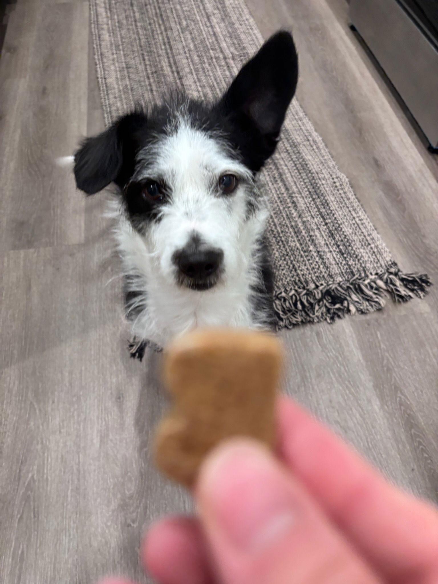 COURTESY POSTING Obi Corgnobi, a Adoptable mixed breed in Tucson, AZ image 3/3