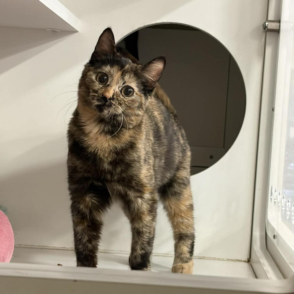 Enlarge Jigglypuff, a Adoptable Domestic Short Hair in St. Paul, MN image 1/3