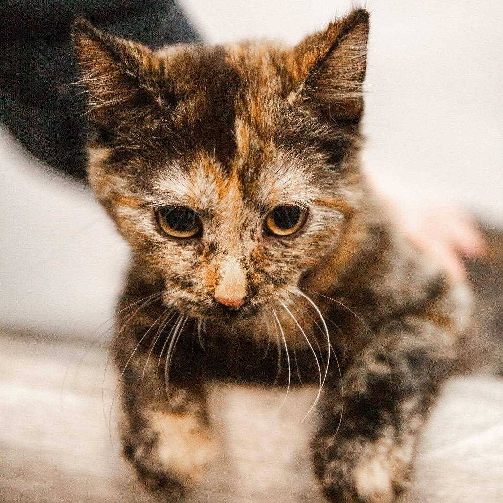 Enlarge Jigglypuff, a Adoptable Domestic Short Hair in St. Paul, MN image 2/3