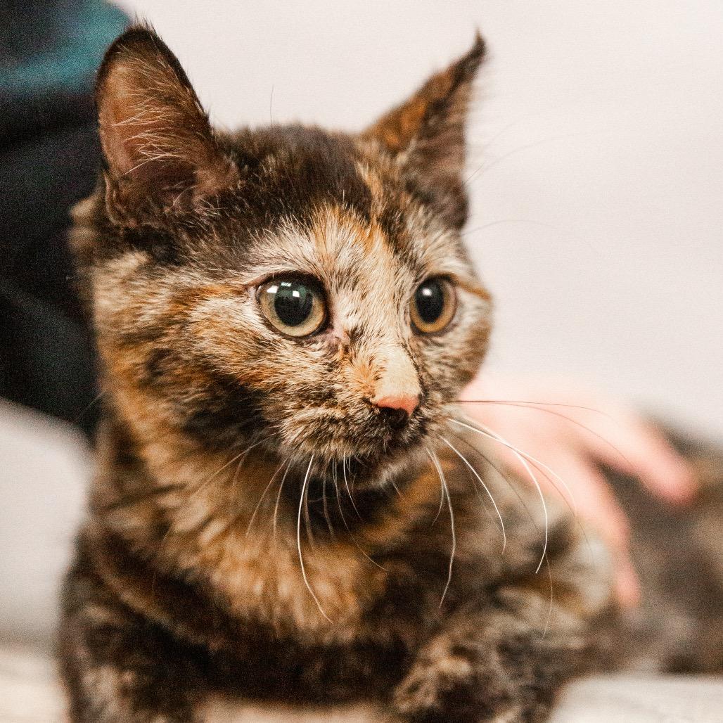 Enlarge Jigglypuff, a Adoptable Domestic Short Hair in St. Paul, MN image 3/3