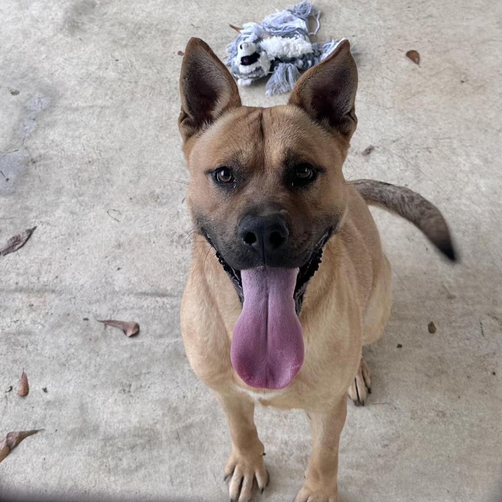Enlarge Basko, a Adoptable Mixed Breed in Glenfield, NY image 1/1