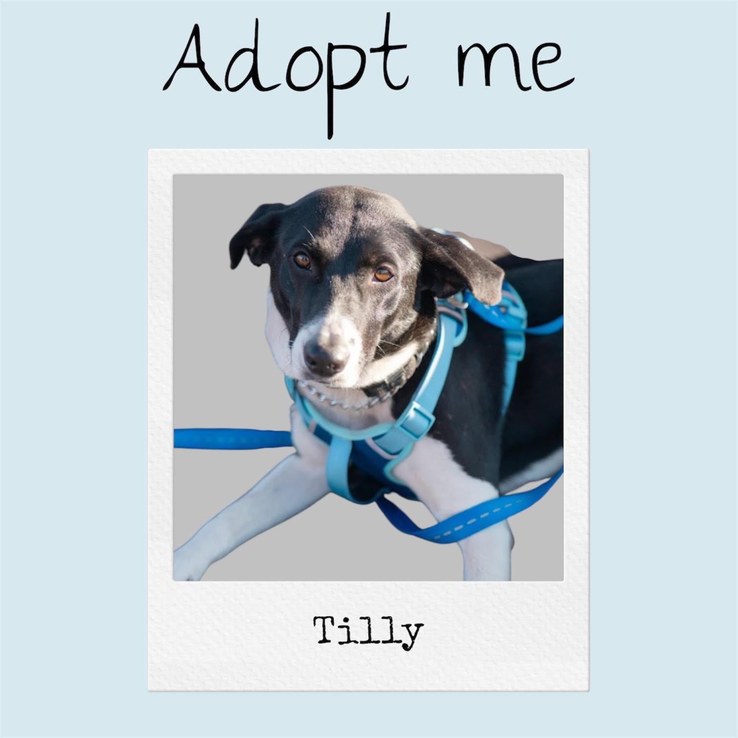 Tilly - SPONSORED ADOPTION
