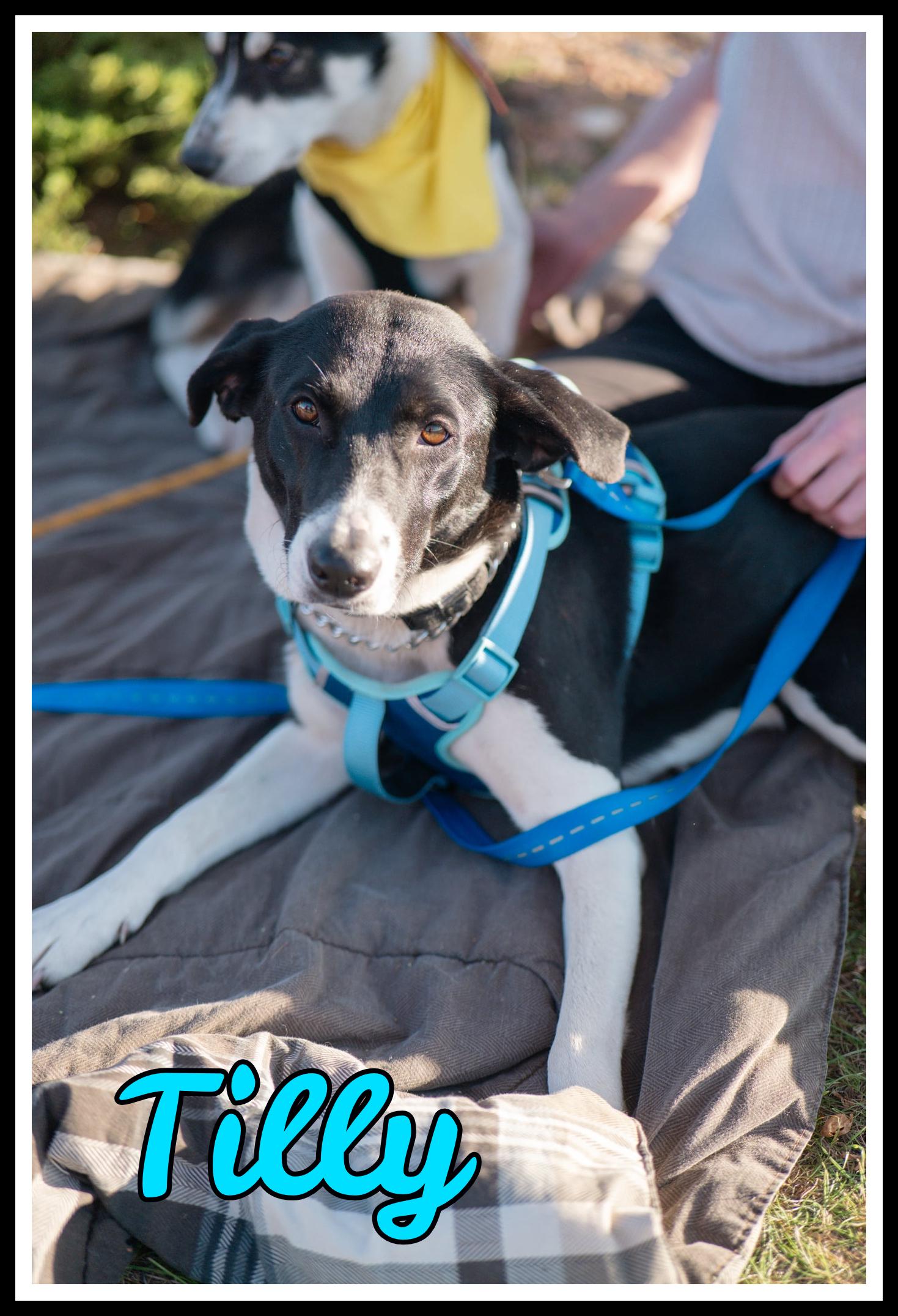 Tilly - SPONSORED ADOPTION