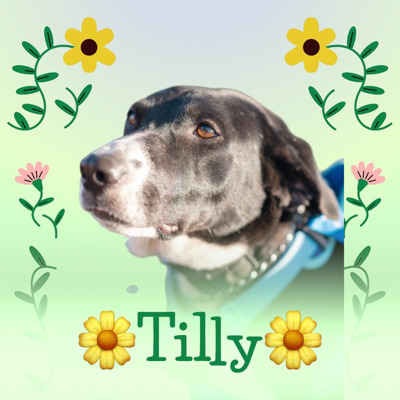 Tilly - SPONSORED ADOPTION