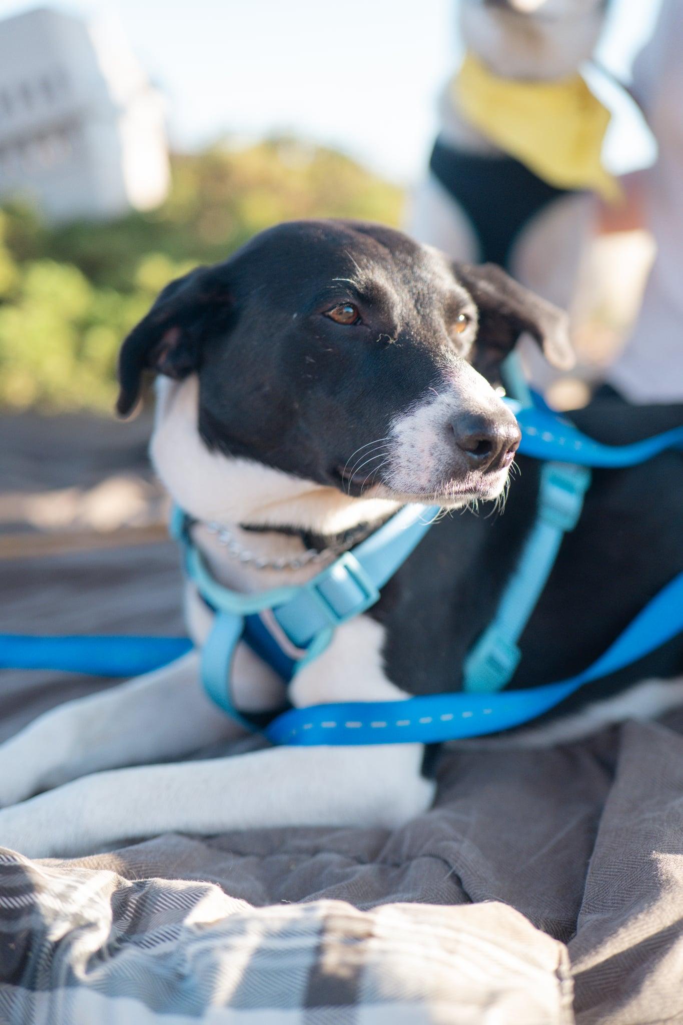 Tilly - SPONSORED ADOPTION