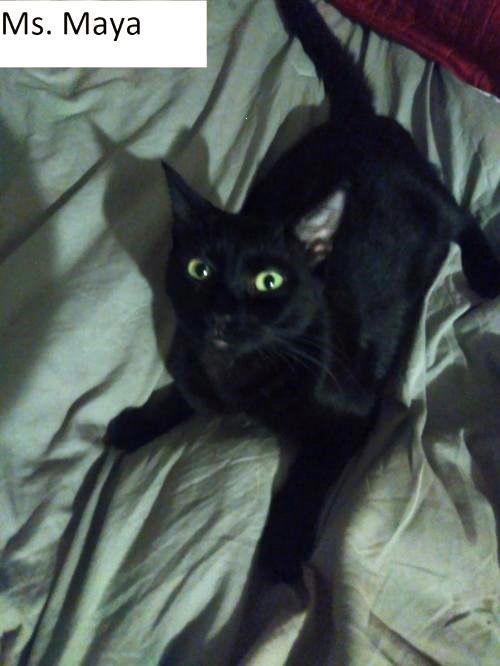 Enlarge Maya, a Adoptable Domestic Short Hair in Walnut Creek, CA image 1/2