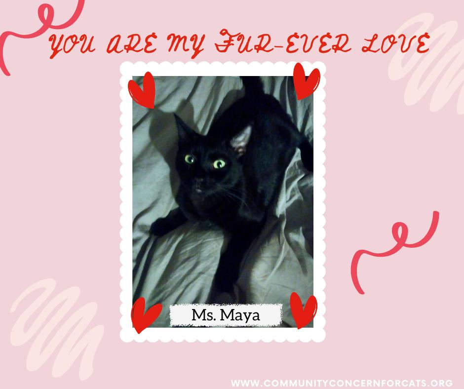 Enlarge Maya, a Adoptable Domestic Short Hair in Walnut Creek, CA image 2/2