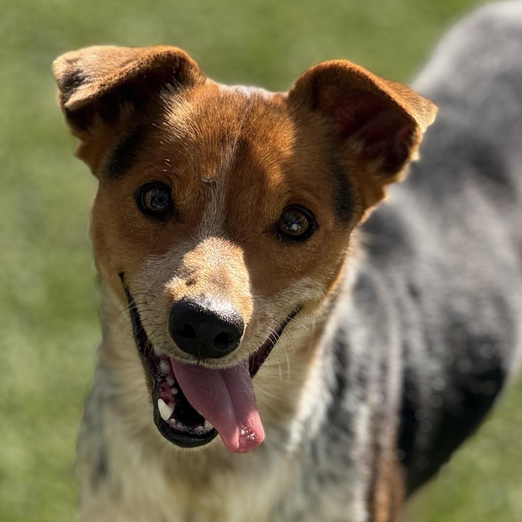 Screech, Adoptable, Adult Male Cattle Dog & Cattle Dog.