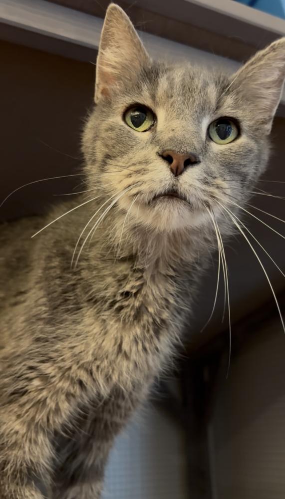 Eugene, Adoptable, Senior Male Domestic Short Hair.