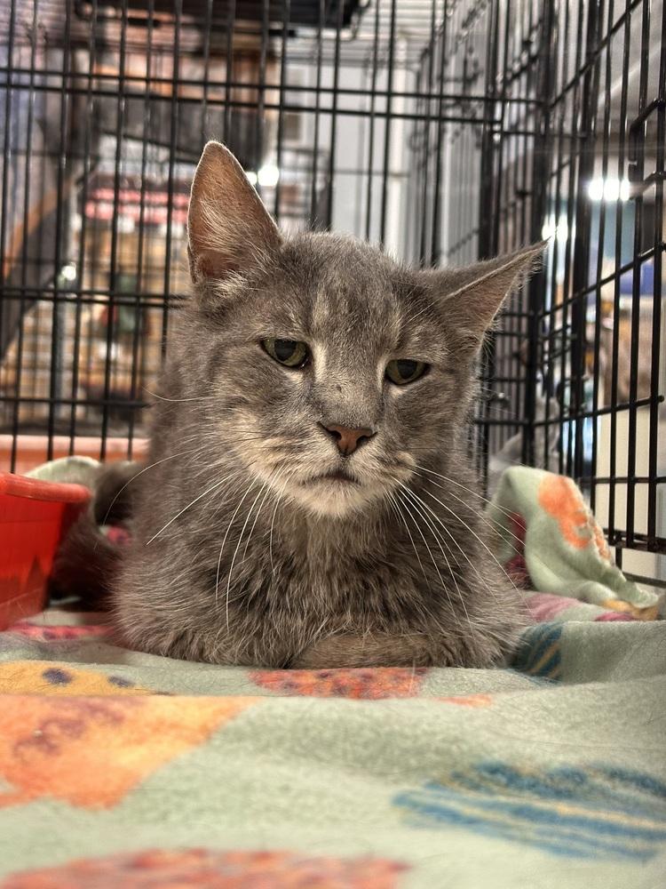 Eugene, a Adoptable Domestic Short Hair in Panama City Beach, FL image 2/2