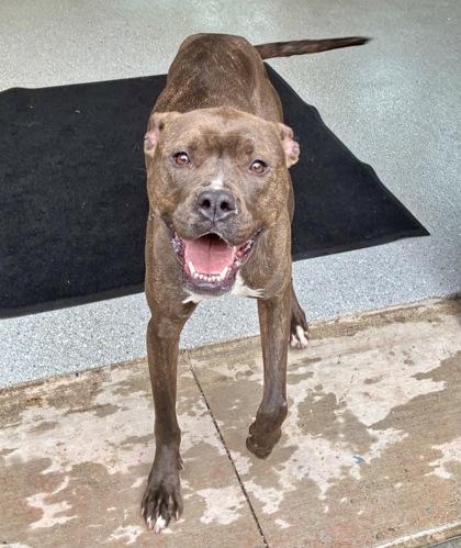Lady Jane, Adoptable, Adult Female Boxer & Pit Bull Terrier.
