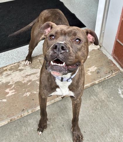 Enlarge Lady Jane, a Adoptable mixed breed in Valley View, OH image 2/5