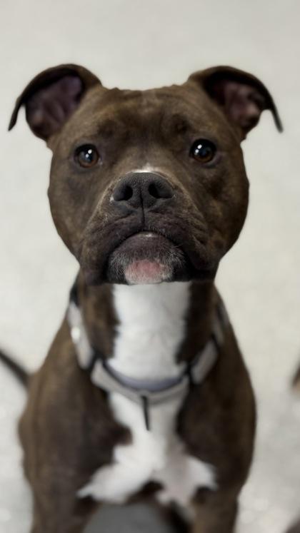 Enlarge Lady Jane, a Adoptable mixed breed in Valley View, OH image 5/5