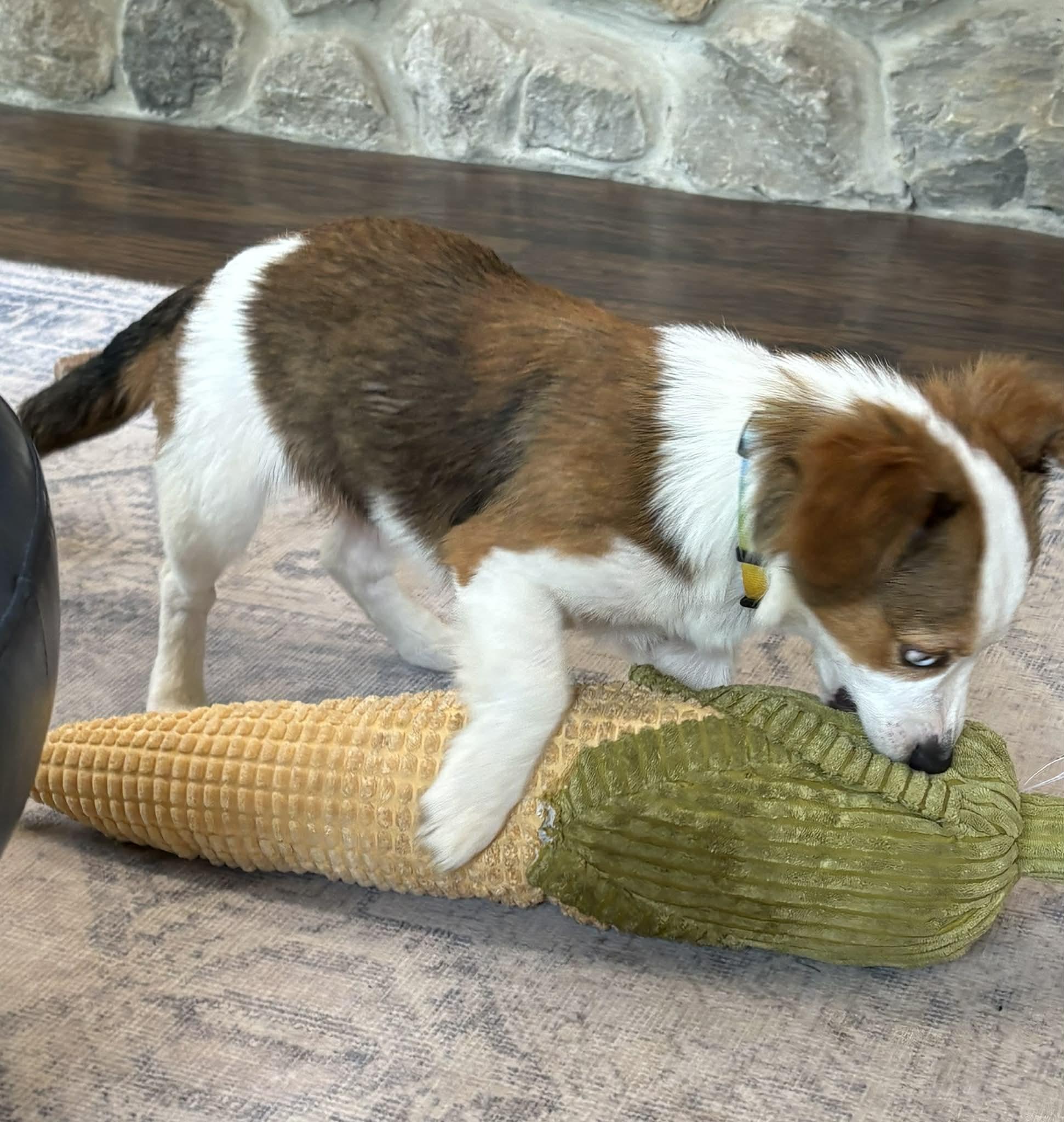 Enlarge Hershey, an adopted mixed breed in Owensboro, KY image 4/4