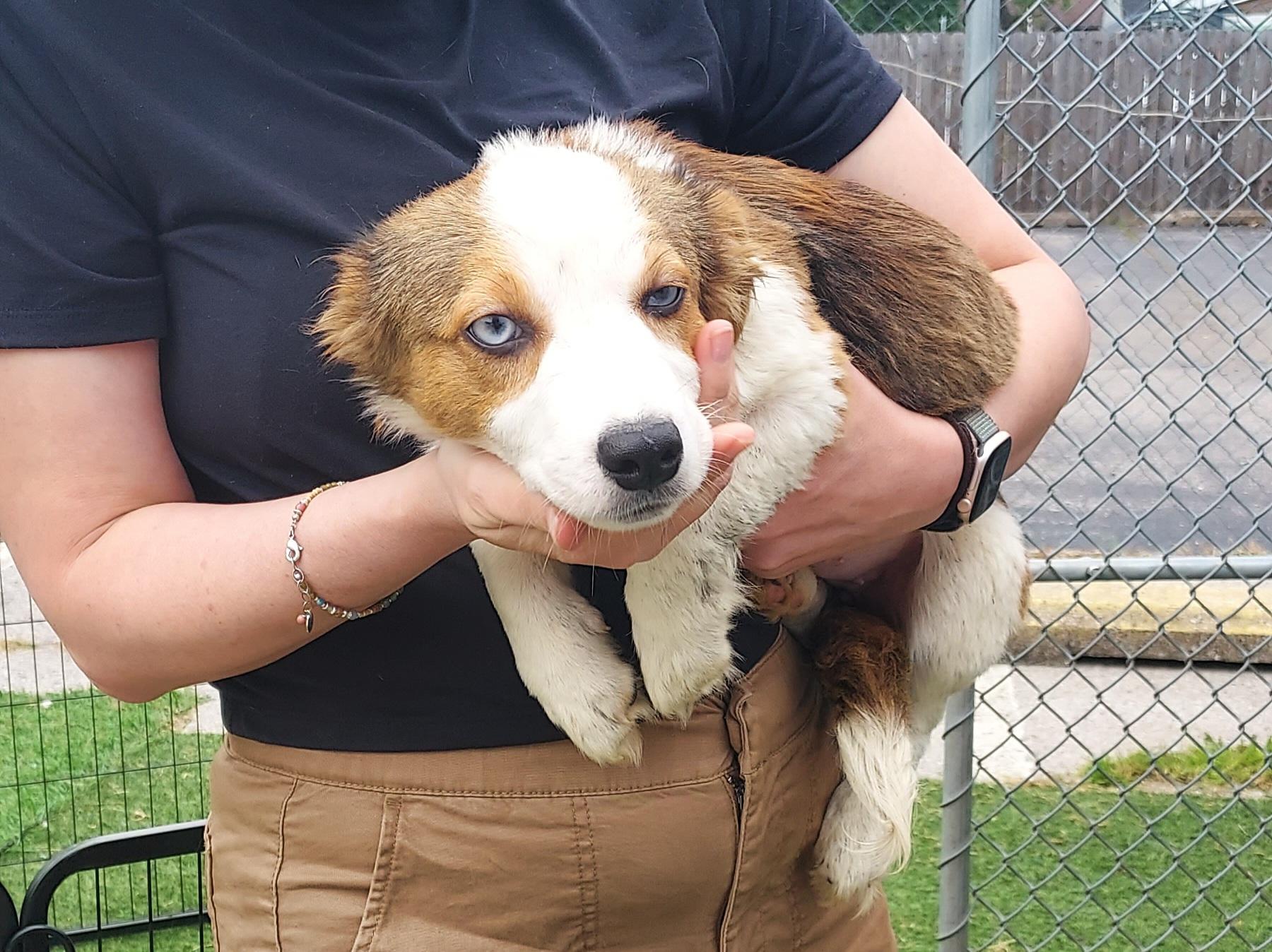 Hershey, adopted, Young Female Australian Shepherd & Corgi.