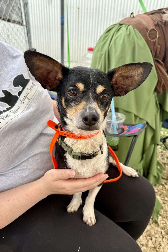 Willie, a Adoptable mixed breed in Middletown, CT image 2/6