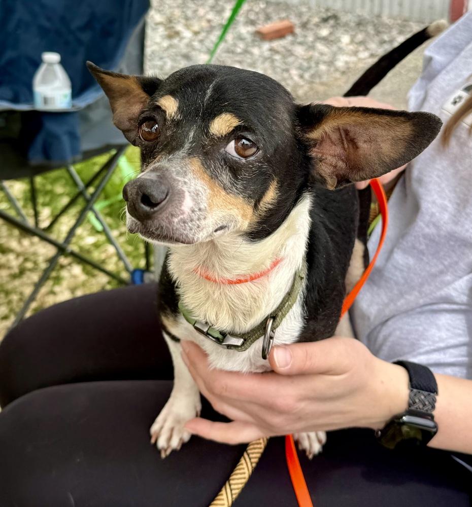 Willie, a Adoptable mixed breed in Middletown, CT image 4/6