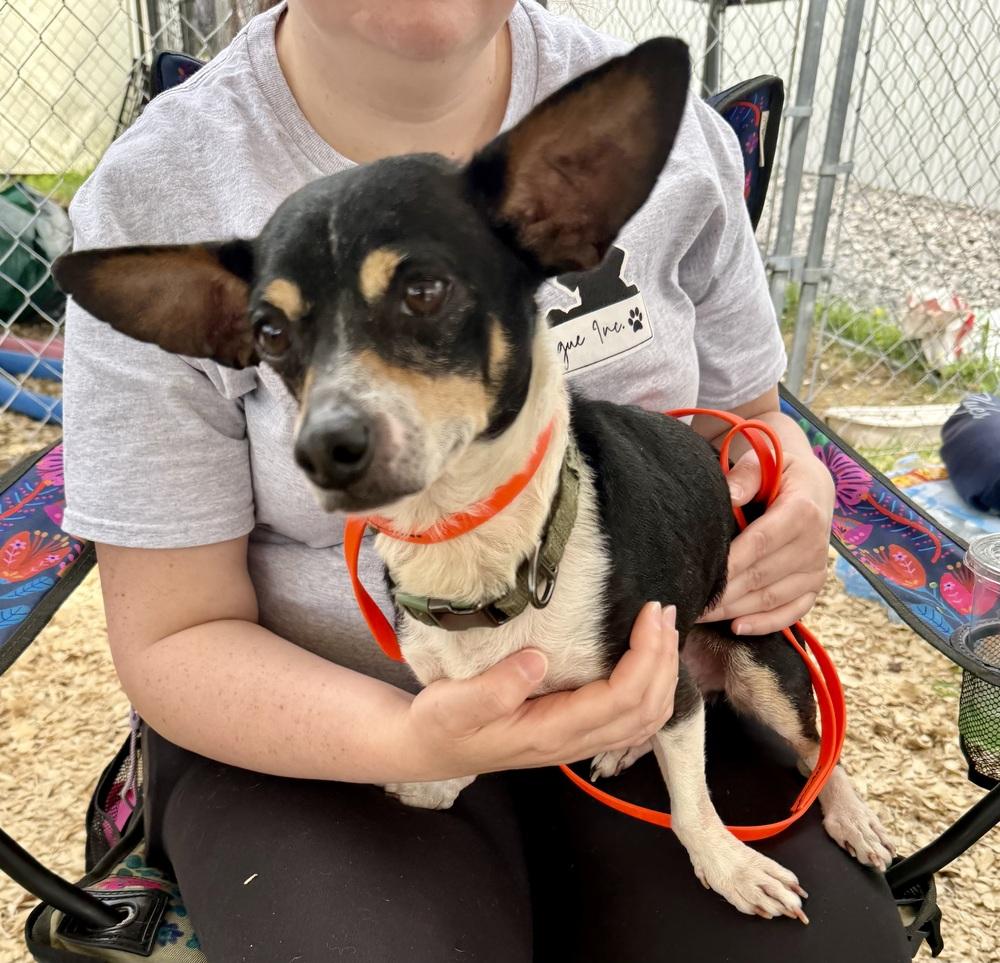 Willie, a Adoptable mixed breed in Middletown, CT image 5/6