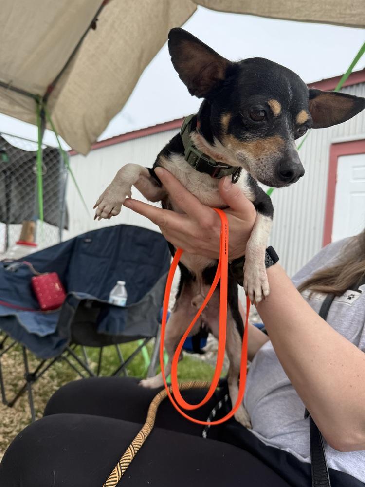 Willie, a Adoptable mixed breed in Middletown, CT image 6/6