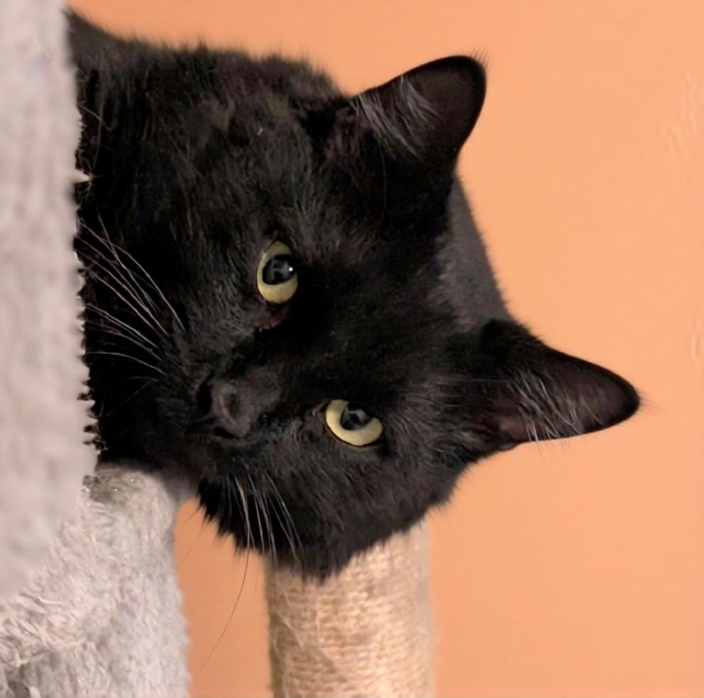 Enlarge Chance, a Adoptable mixed breed in Hamilton, ON image 1/3