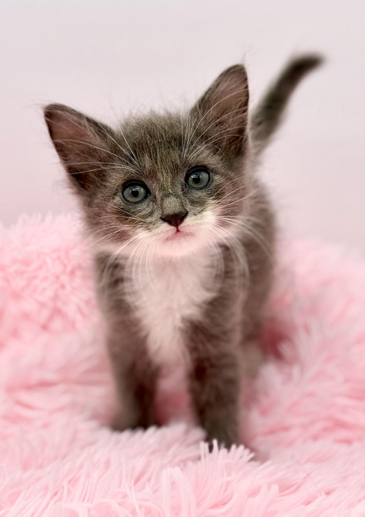 Graceland Too, adopted, Kitten Female Ragdoll.