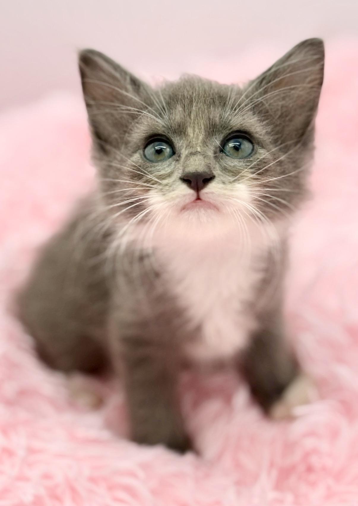 Graceland Too, an adopted Ragdoll in Covington, LA image 4/6