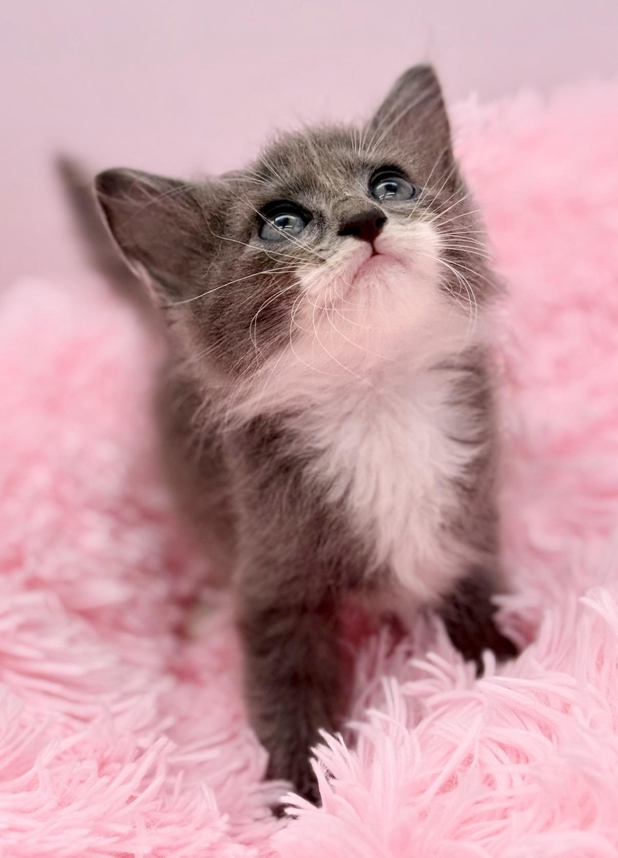 Graceland Too, an adopted Ragdoll in Covington, LA image 5/6