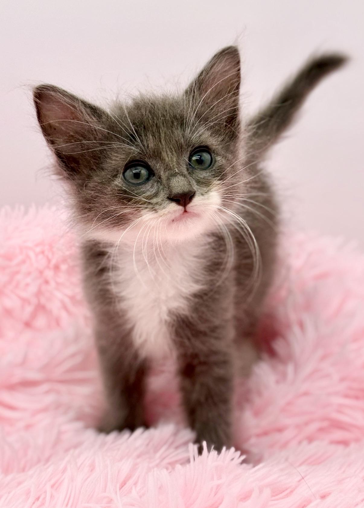 Graceland Too, an adopted Ragdoll in Covington, LA image 3/6
