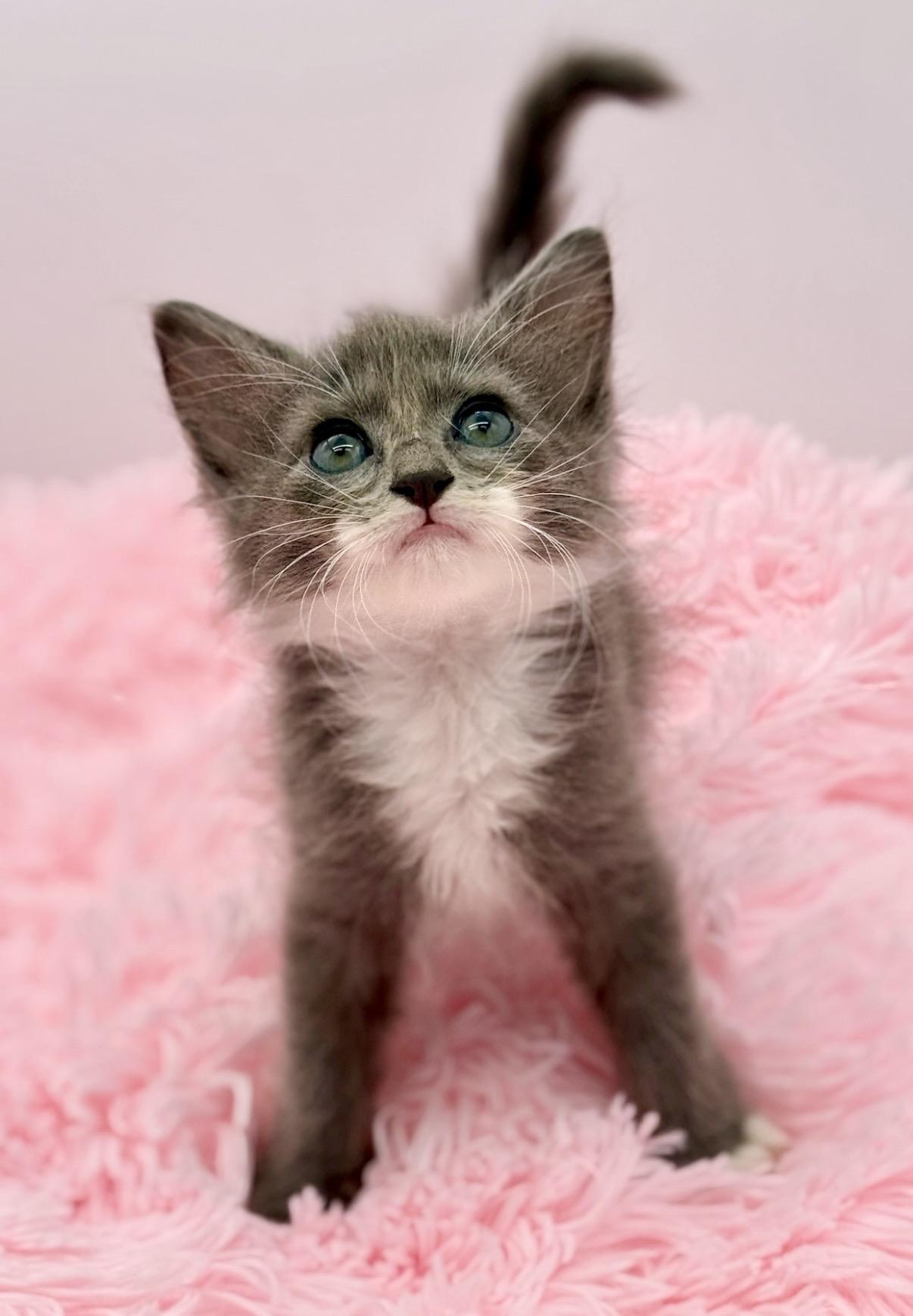 Graceland Too, an adopted Ragdoll in Covington, LA image 6/6