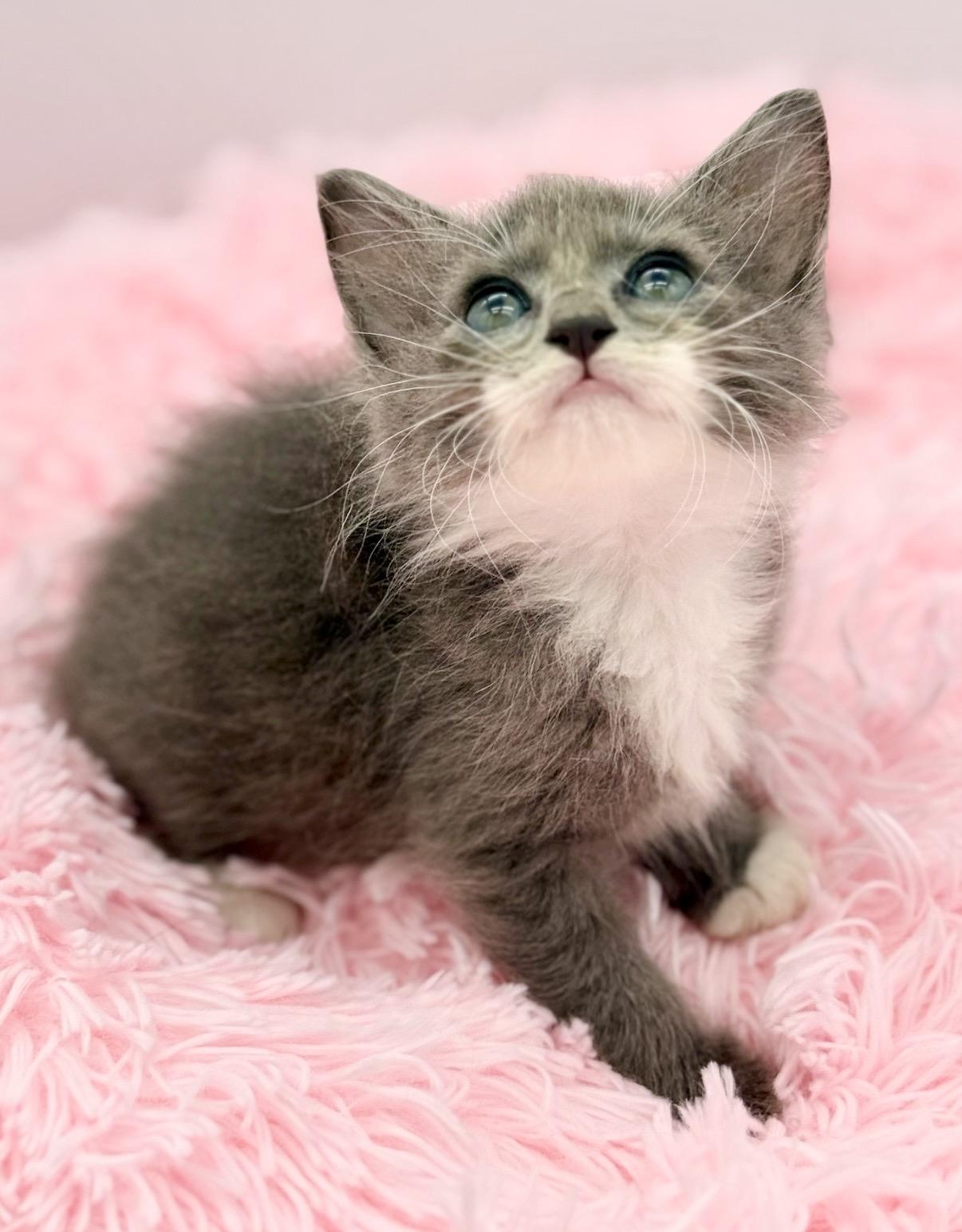 Graceland Too, an adopted Ragdoll in Covington, LA image 2/6