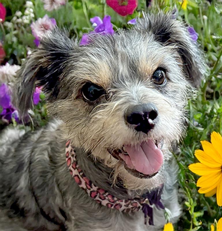 Zoe - Courtesy Post, a Adoptable mixed breed in Redondo Beach, CA image 1/5