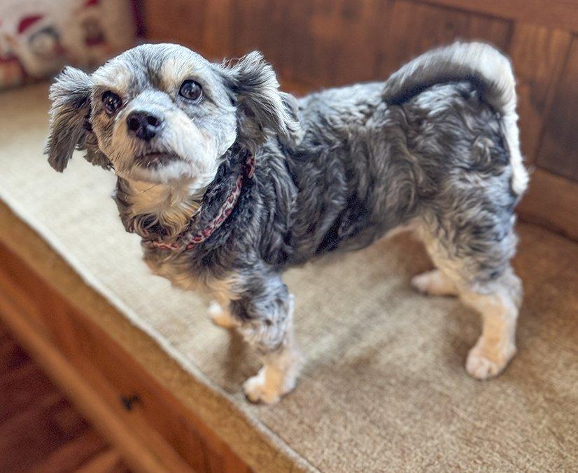 Zoe - Courtesy Post, a Adoptable mixed breed in Redondo Beach, CA image 2/5