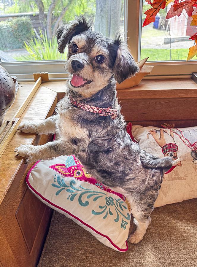 Zoe - Courtesy Post, a Adoptable mixed breed in Redondo Beach, CA image 3/5