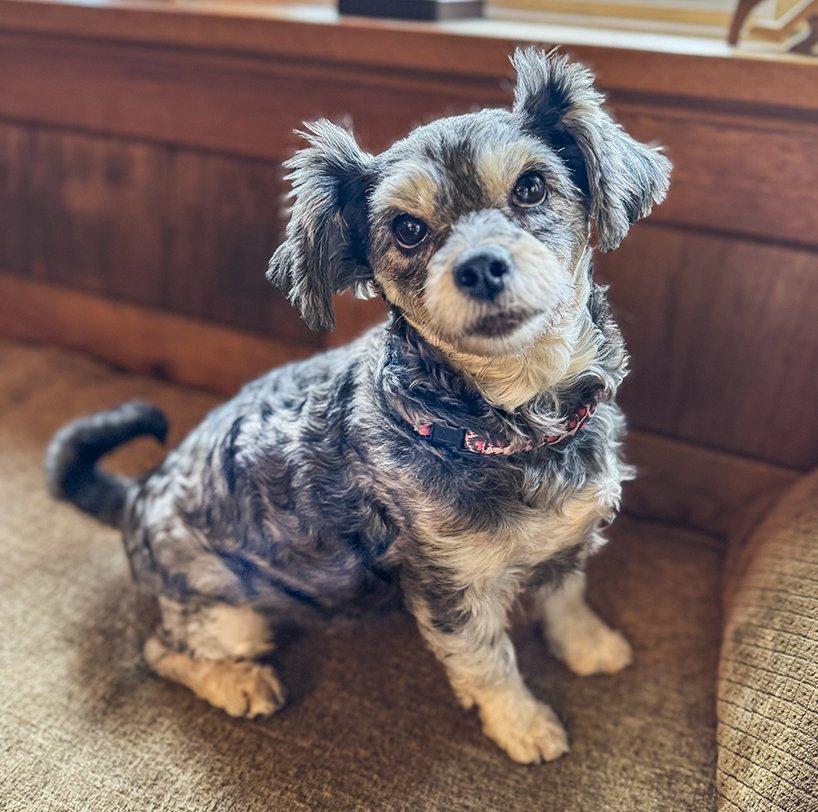 Zoe - Courtesy Post, a Adoptable mixed breed in Redondo Beach, CA image 4/5