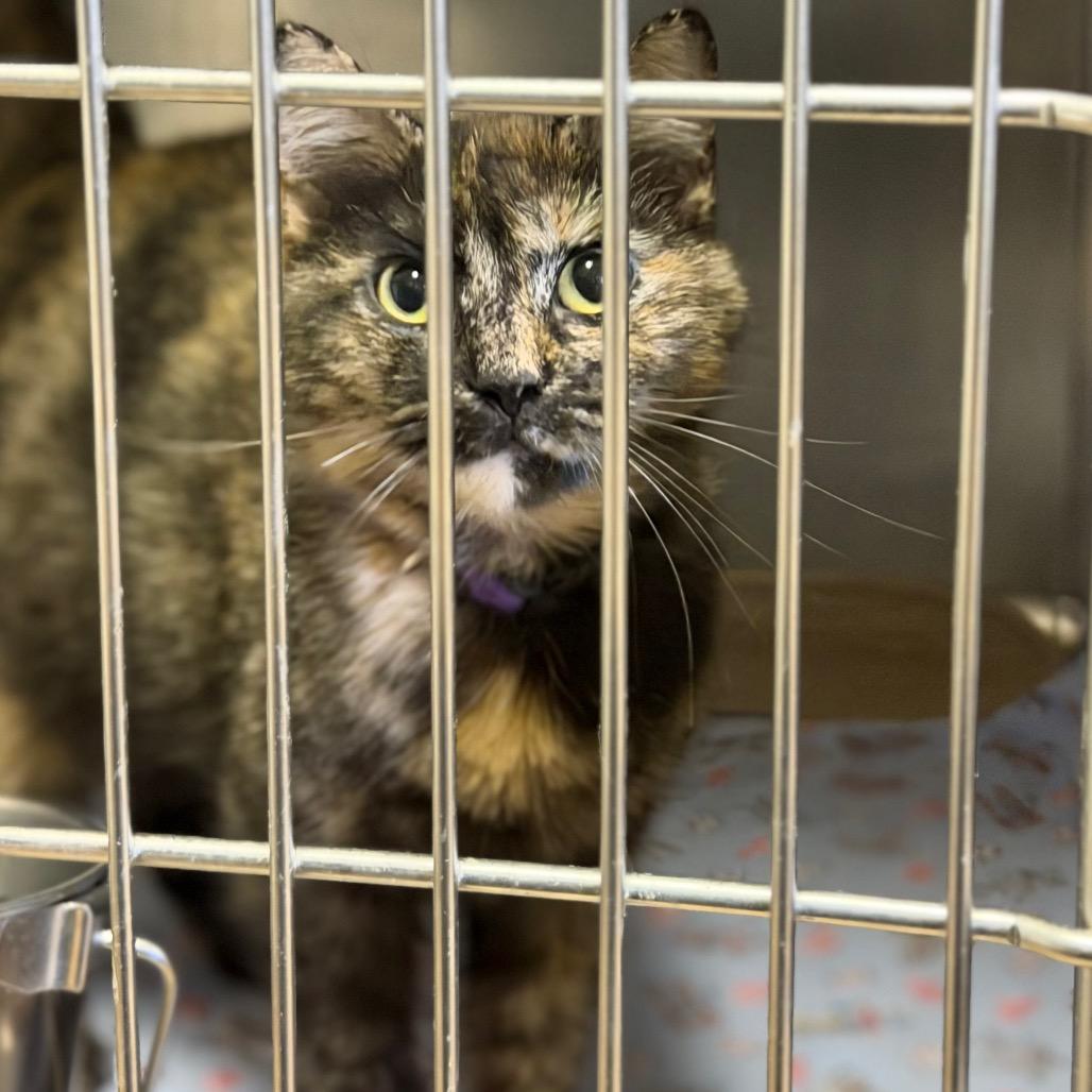 Luna Bug, Adoptable, Adult Female Domestic Short Hair.